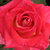 Jaune-rose - Rosiers hybrides de thé - Magyarok Nagyasszonya